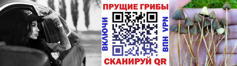 Псилоцибиновые грибы Cubensis  Вятские Поляны 